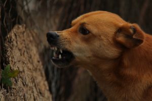 chien rage